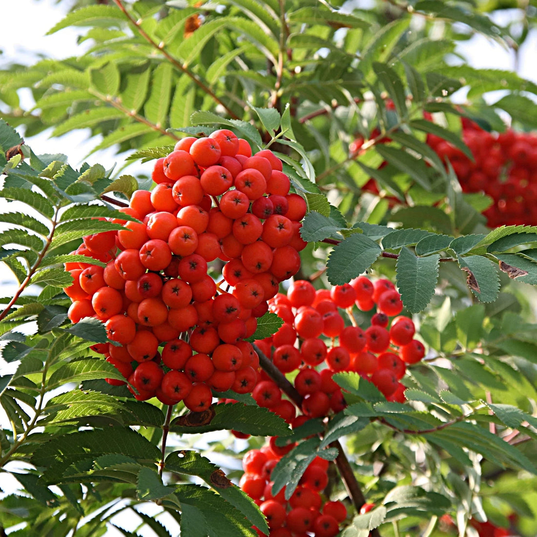 Red Sorbus Tree Seeds for Planting – Heirloom Non-GMO Garden Seeds