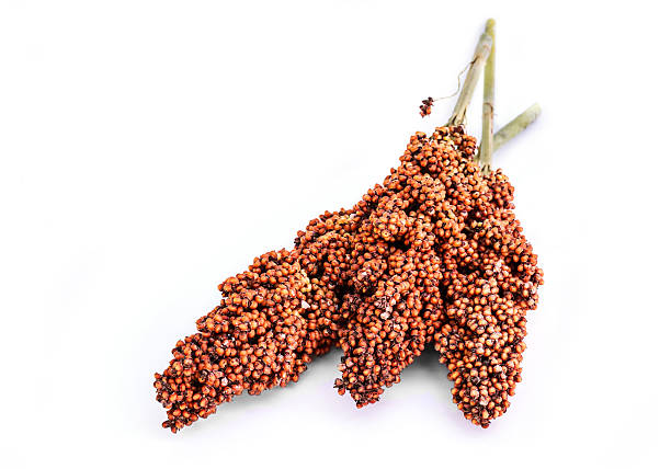Red Sorghum Flower Seeds for Planting with mature reddish seed heads