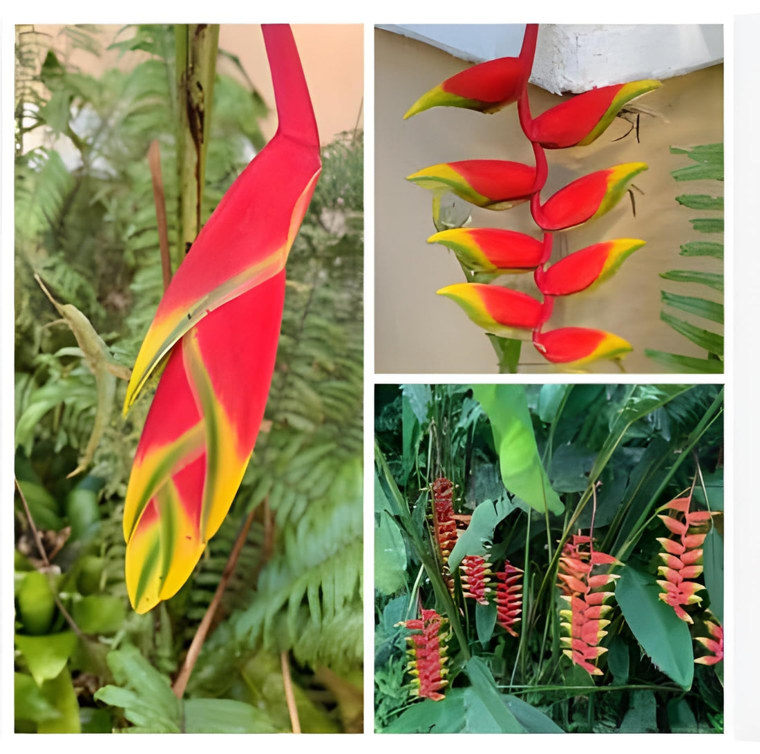 Red Strelitzia flower seeds
