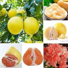 Red Sweet Grapefruit Fruit Seeds for Planting – Citrus Garden Seeds