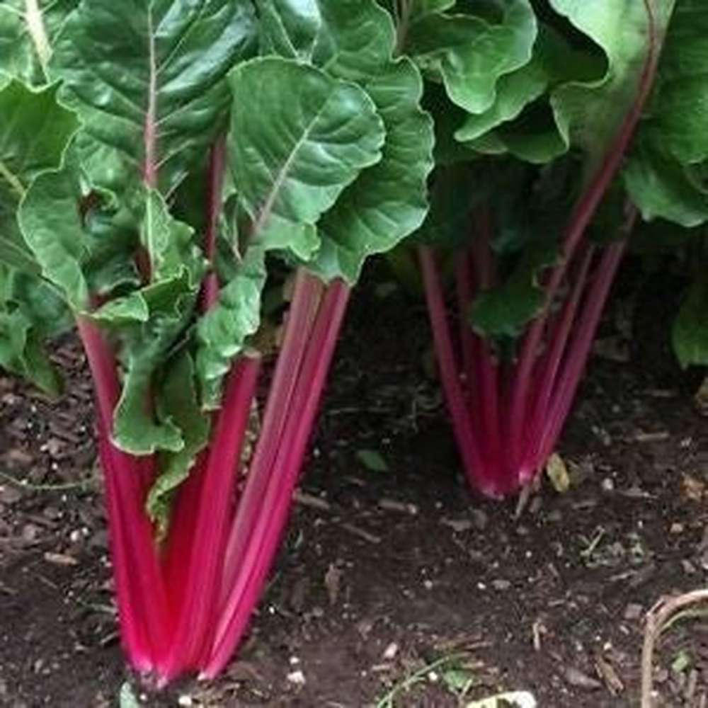 Swiss Chard Ruby Red Seeds