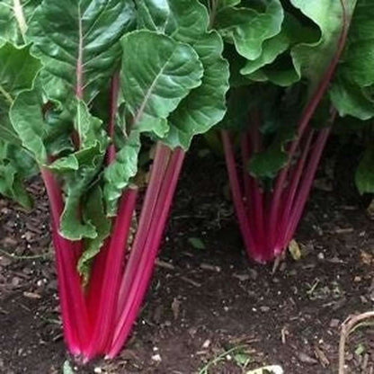 Swiss Chard Ruby Red Seeds