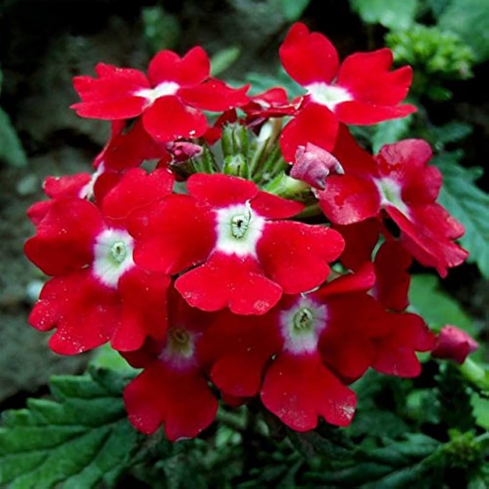Red Verbena flower seeds