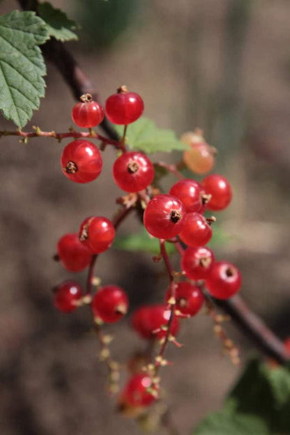 Red Wax Currant Fruit Seeds for Planting – Heirloom Non-GMO Garden Seeds