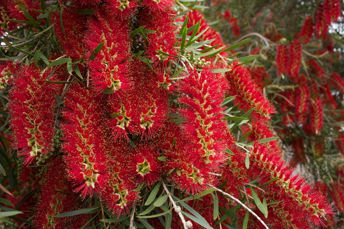 Red Weeping flower seeds