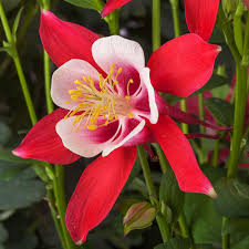 Red White flower seeds