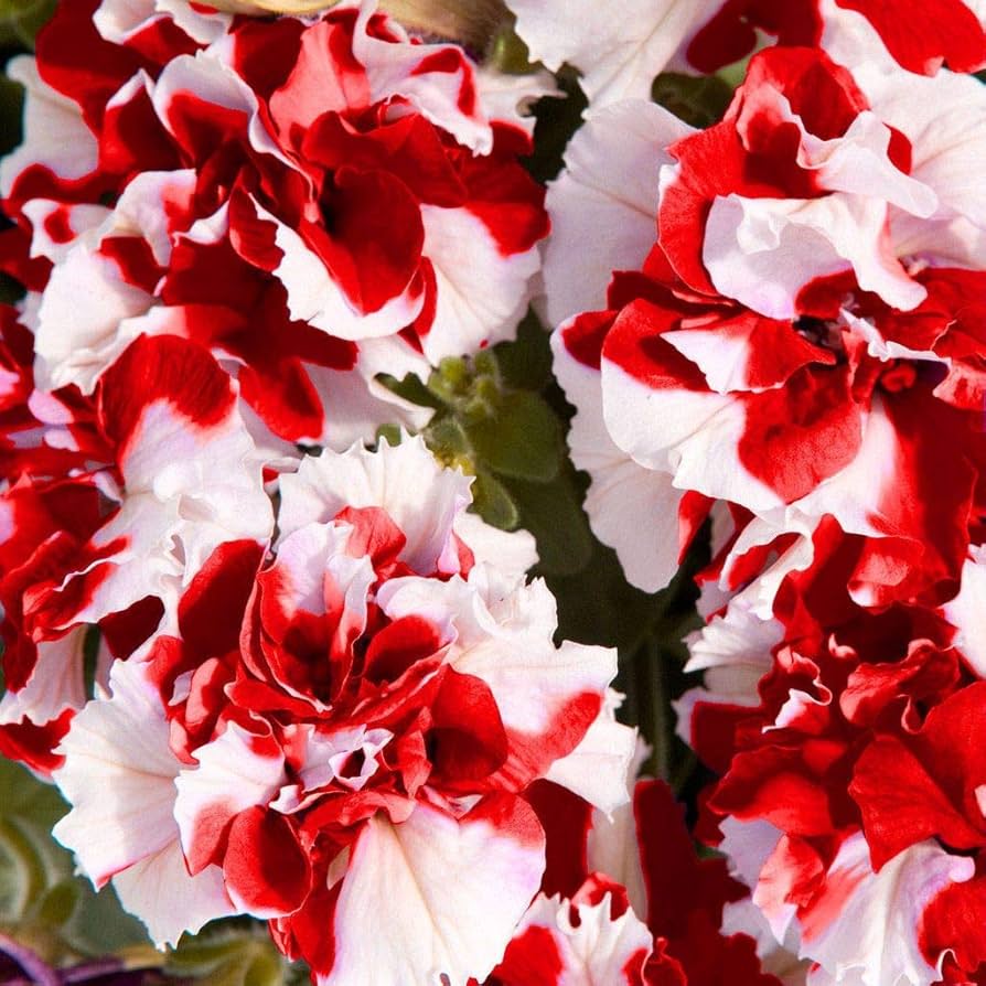 Red White flower seeds