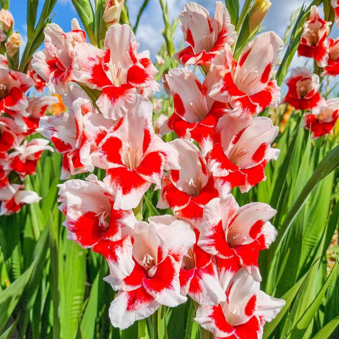 Red White flower seeds