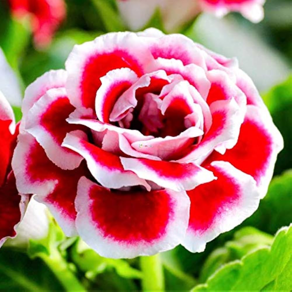 Red White flower seeds