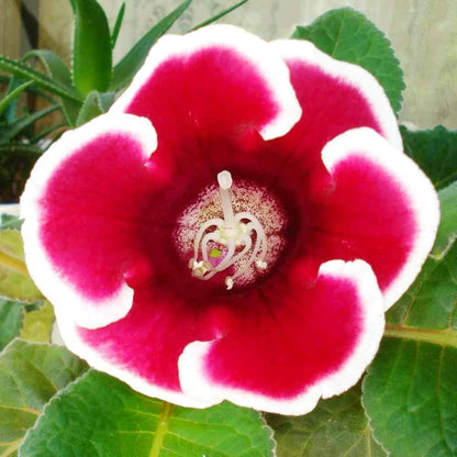 Red White flower seeds