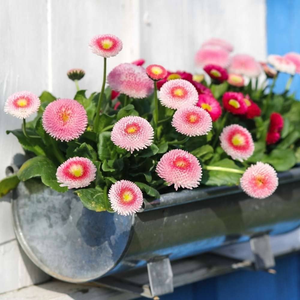Red White flower seeds