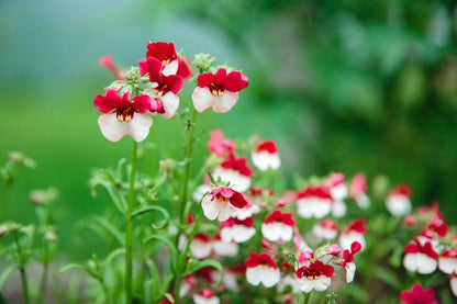 Red White Nemesia Strumosa Growing in Container