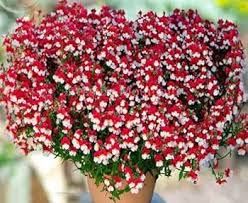 Red White Nemesia Strumosa Growing in Container