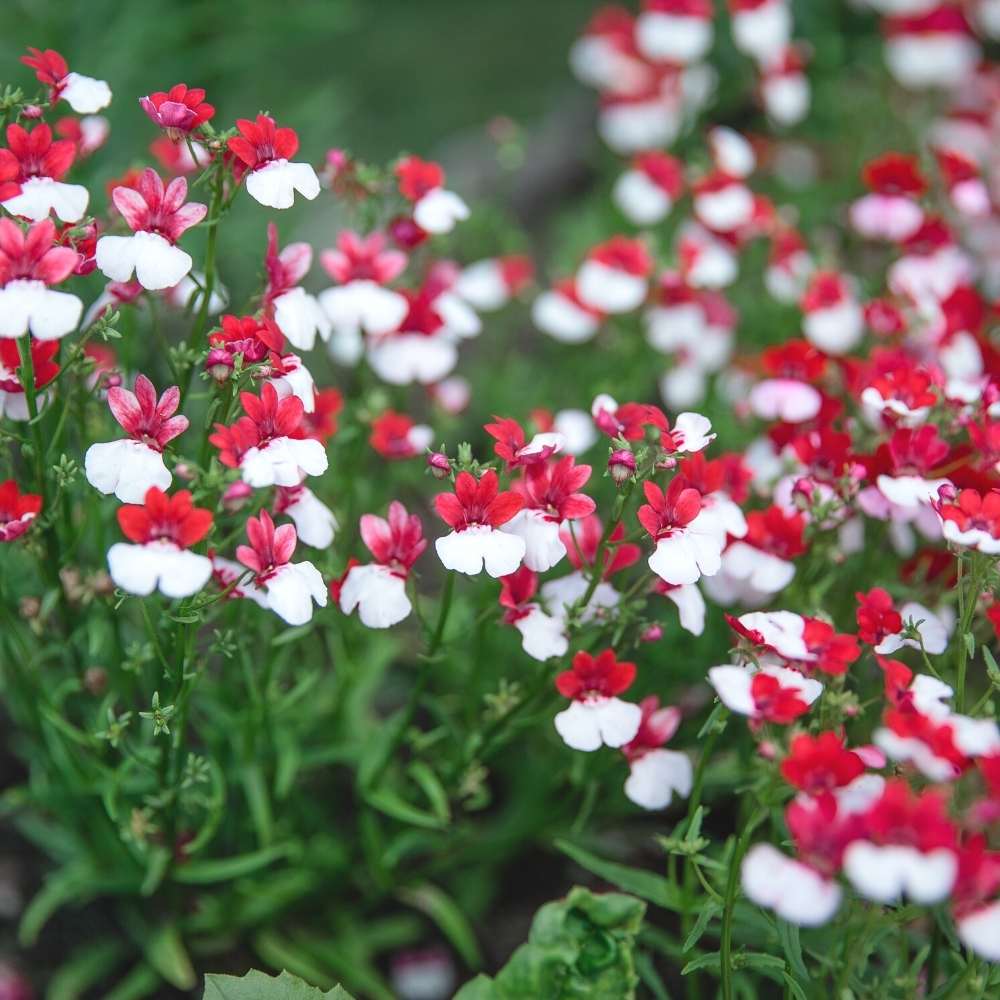 Red White flower seeds