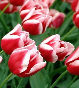 Red White flower seeds