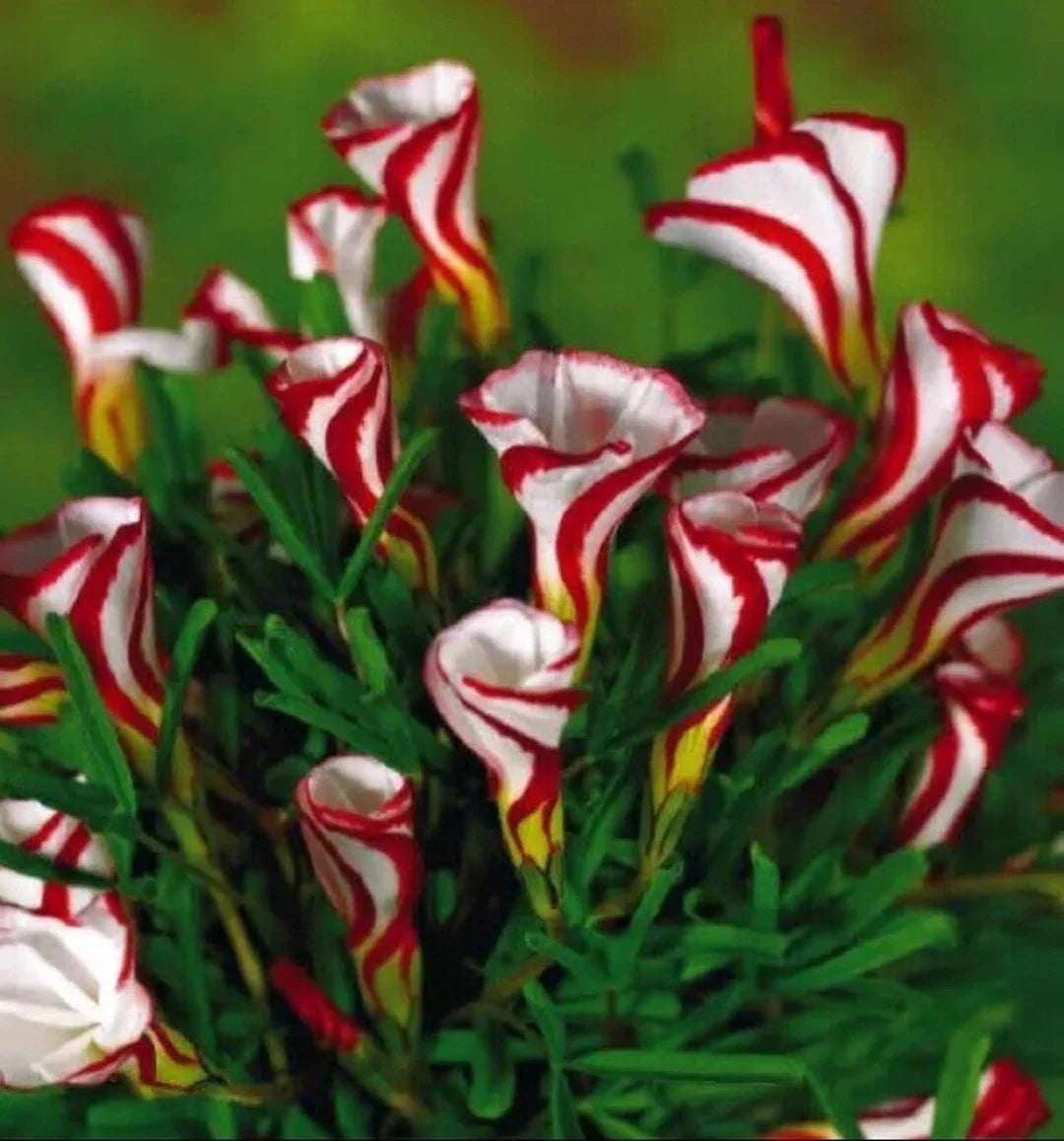 Red White flower seeds