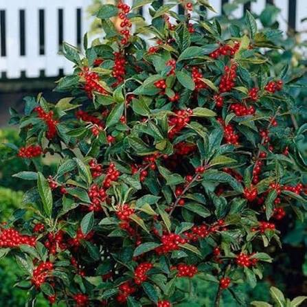 Red Winterberry Fruit Seeds for Planting – Heirloom Non-GMO Garden Seeds