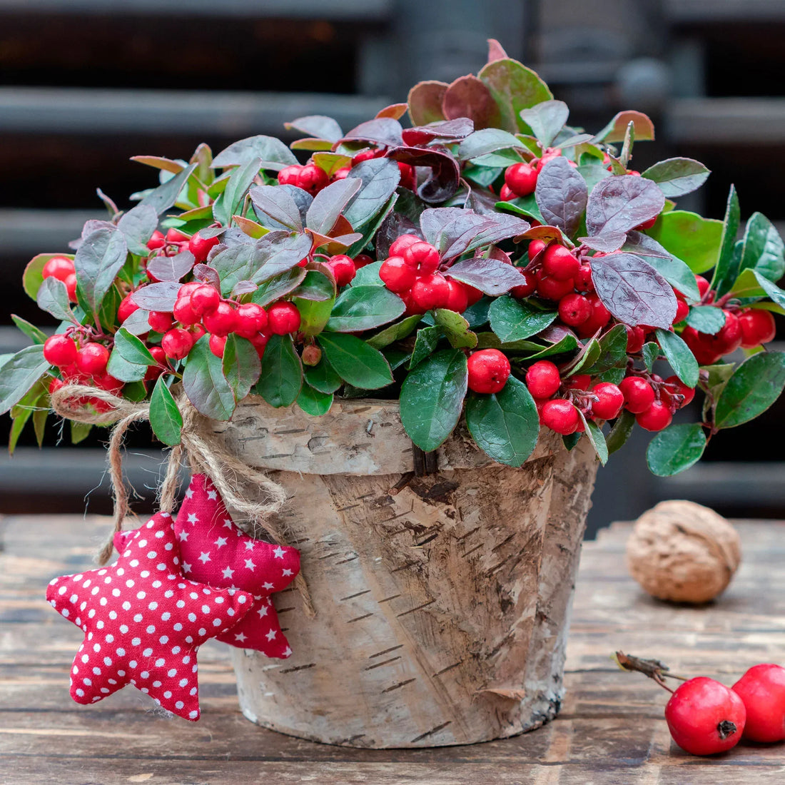 red gaultheria seeds