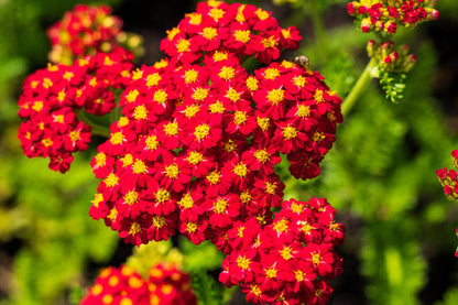 Red Yarrow Flower Seeds for Planting – Heirloom Non-GMO Garden Seeds