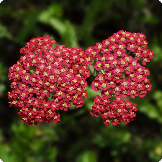 Graines d'achillée millefeuille rouge à planter – Semences potagères anciennes non OGM