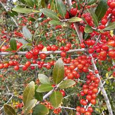 Red Yaupon Holly Tree Seeds for Planting with Evergreen Foliage and Red Berries