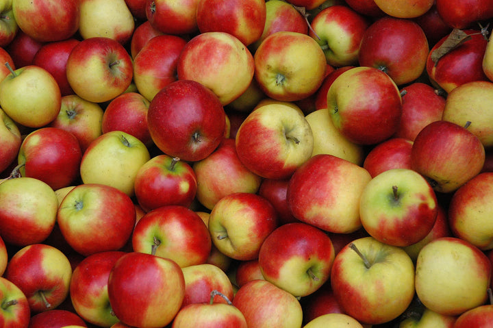 Red and Yellow Apple Fruit Seeds for Planting with Growing Apple Tree