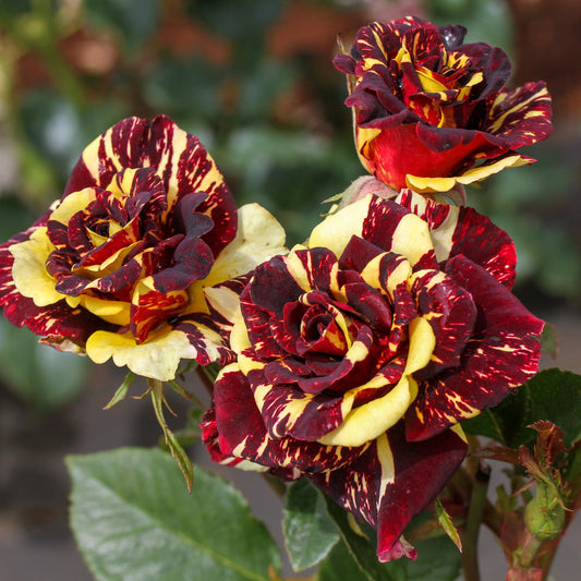 Red Yellow Abracadabra Flower Seeds for Planting