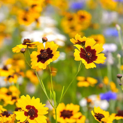 Red Yellow Coreopsis Flowers with Green Foliage