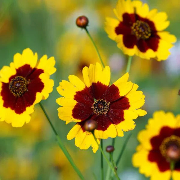 Red Yellow Coreopsis Flowers with Green Foliage