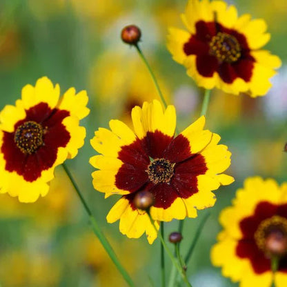 Red Yellow Coreopsis Flowers with Green Foliage