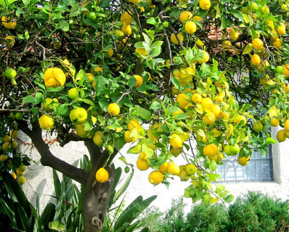 Red Lemon Fruit Seeds for Planting – Heirloom Non-GMO Garden Seeds