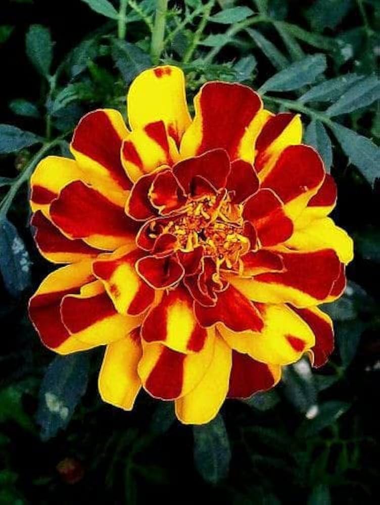 Red Yellow flower seeds
