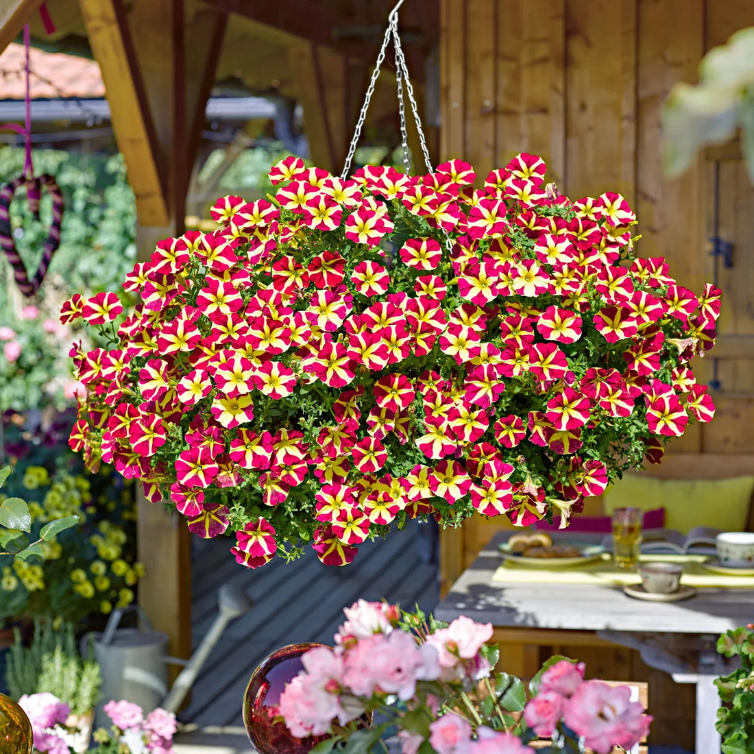 Red Yellow flower seeds
