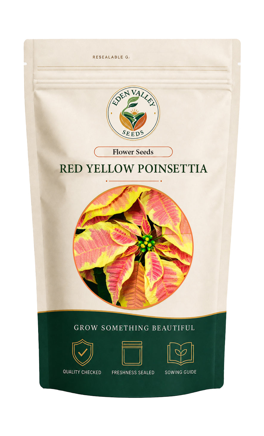 Red Yellow Poinsettia flowers blooming in a garden