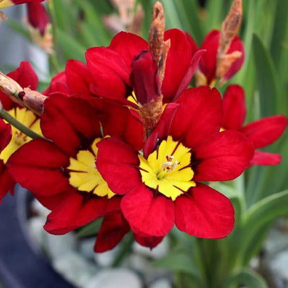 Red Yellow flower seeds