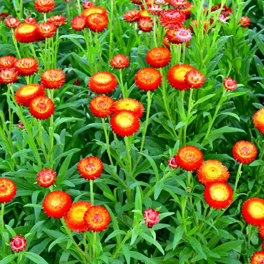 Strawflower Helichrysum flower seeds