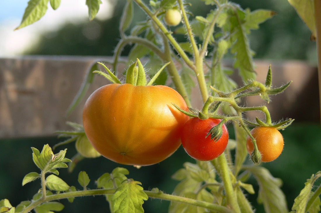 Red Yellow Tomato Seeds