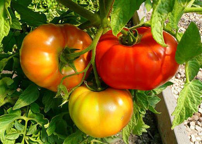 Mixed Color Tomato Seeds for Planting – Heirloom Non-GMO Garden Seeds