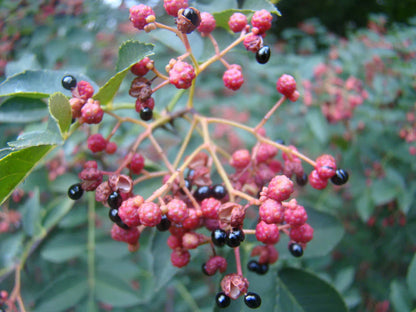 red zanthoxylum seeds
