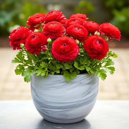 Red Ranunculus flower seeds