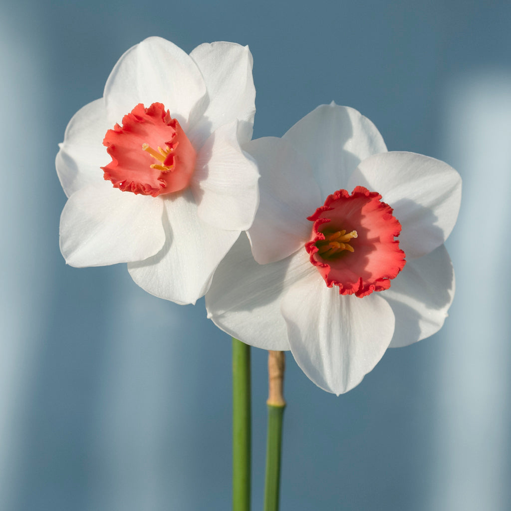 Red Daffodil flower seeds