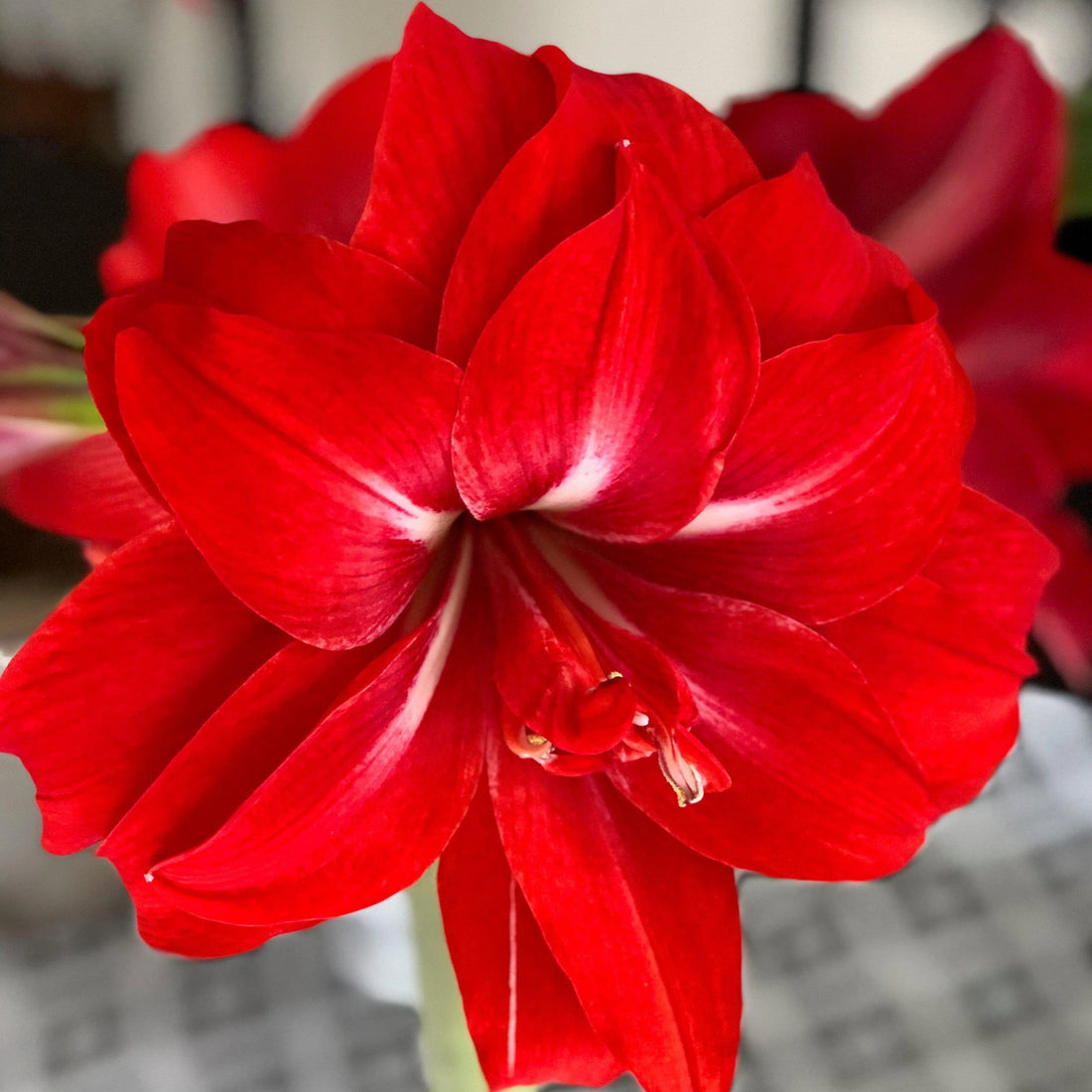 Red Double flower seeds