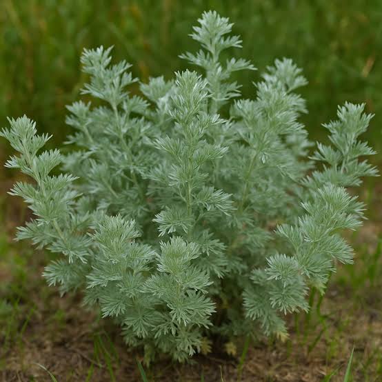 Redstem Wormwood Herb Plant