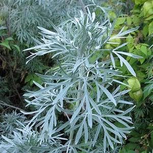 Redstem Wormwood Herb Plant