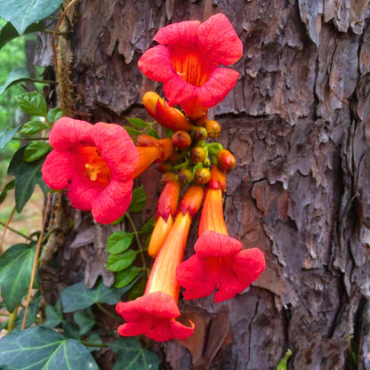 Red Trumpet Vine plant