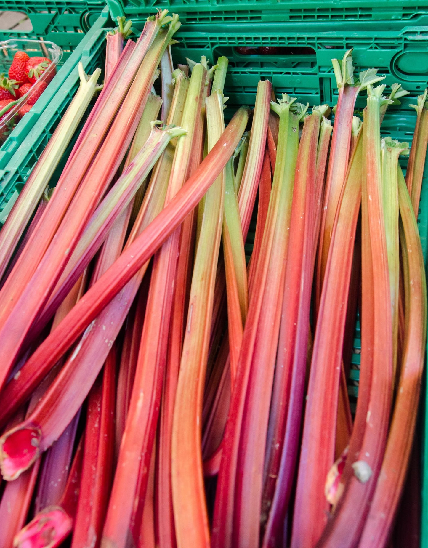 Redventure Celery Vegetable Seeds for Planting with red stalks and green leaves