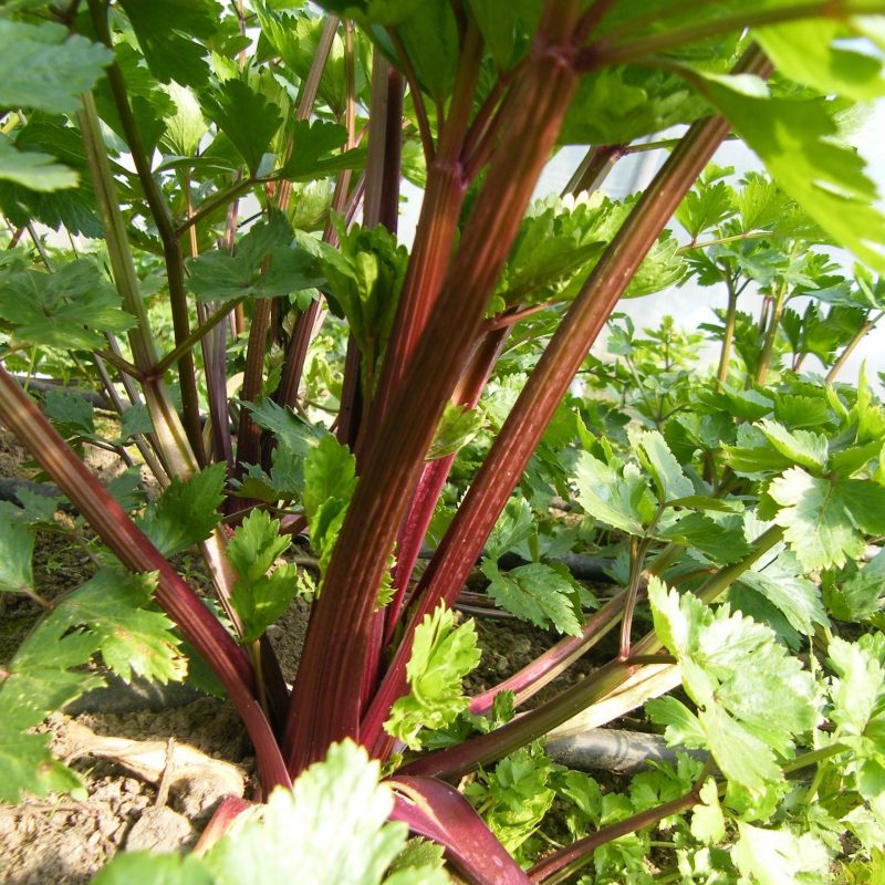 Redventure Celery Vegetable Seeds for Planting with red stalks and green leaves