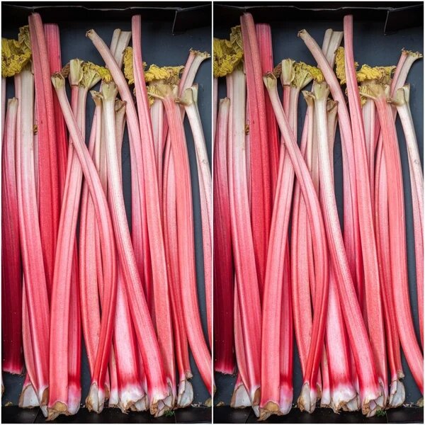 Redventure Celery Vegetable Seeds for Planting with red stalks and green leaves