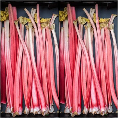 Redventure Celery Vegetable Seeds for Planting with red stalks and green leaves