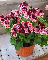 Regal Pelargonium Growing in Decorative Container